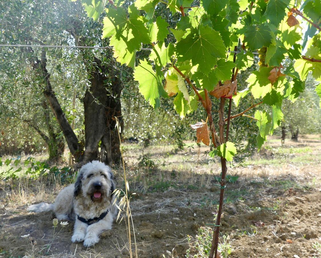 Due Piani Villa Barberino di Val dʼElsa Dış mekan fotoğraf